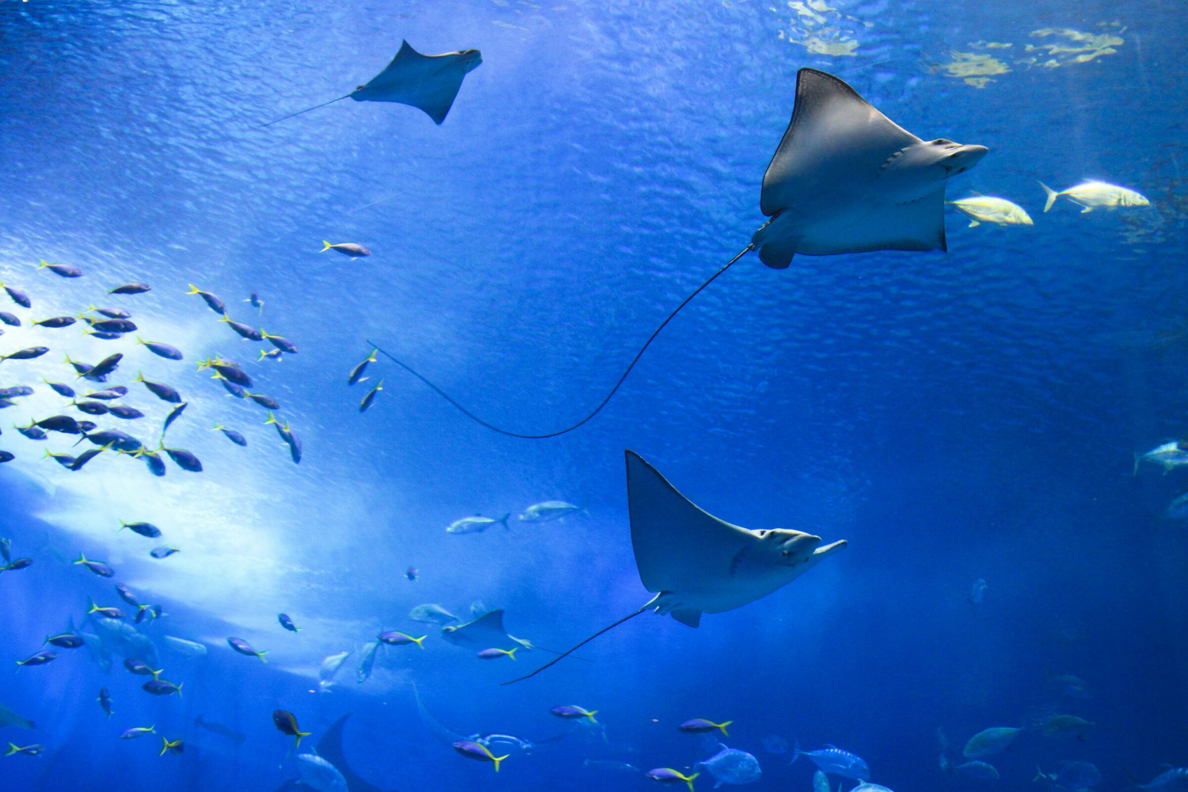 Plongée aux Maldives : explorez les merveilles sous-marines