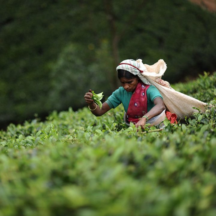 Sri Lanka, la route du thé