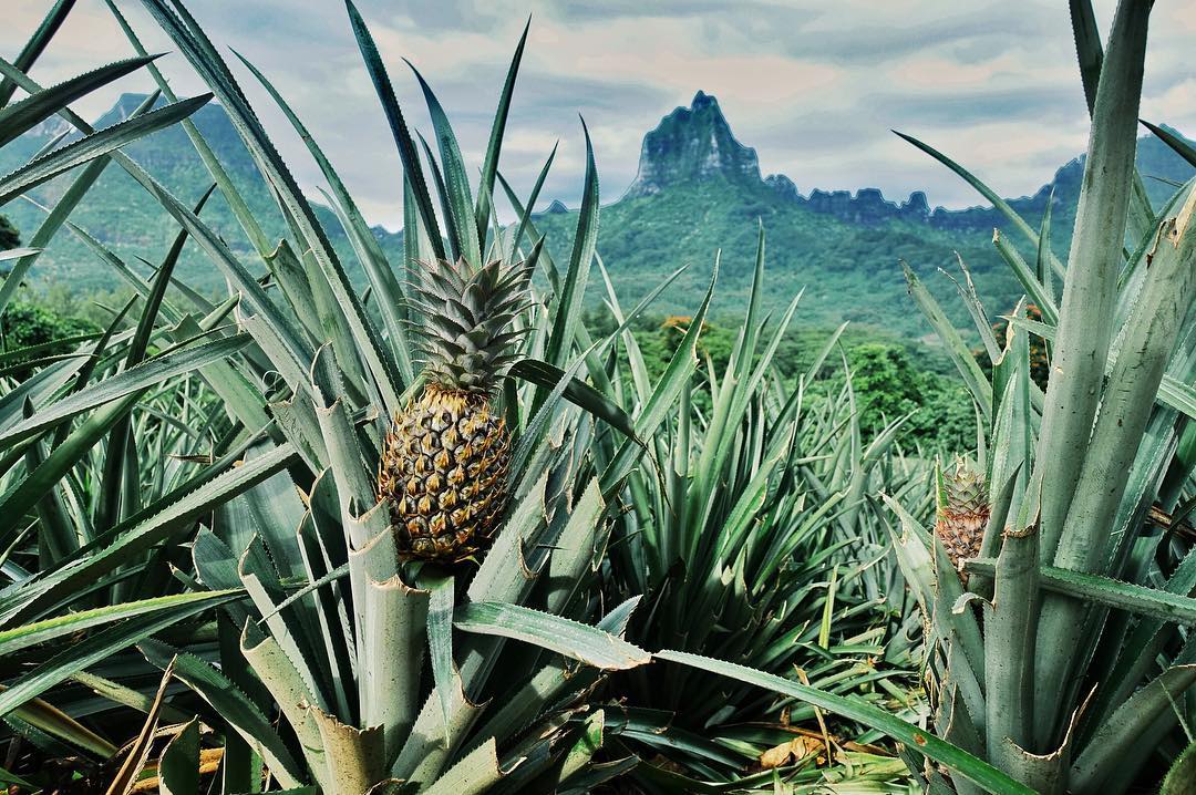 Domaine agricole d'Opunohu à Moorea