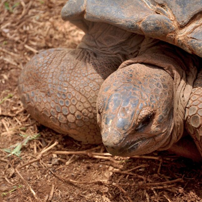 Casela, c'est aussi le domaine des tortues