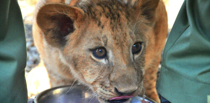 C'est l'heure de manger pour les petits lionceaux