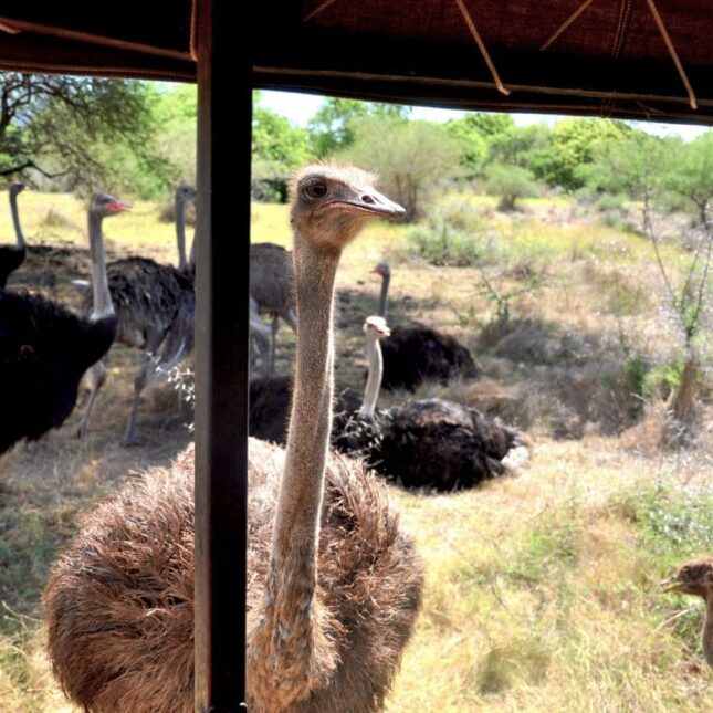 À la rencontre des autruches au Casela World