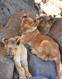 Les lionceaux de Casela