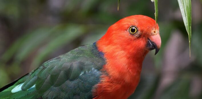 Un oiseau multicolore