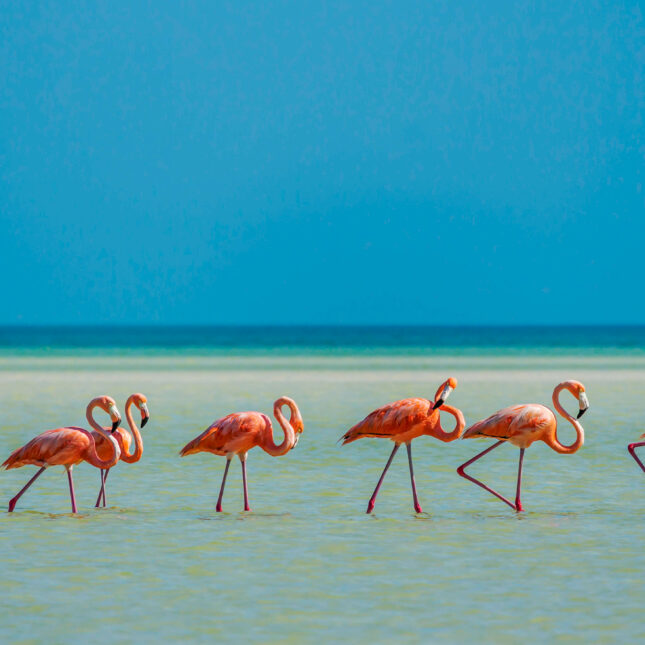 Flamants Rose à Isla Holbox