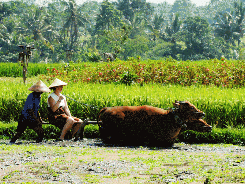 Plantation de riz à Bali