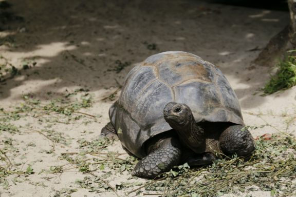 La tortue résidente au Four Seasons Resort Seychelles