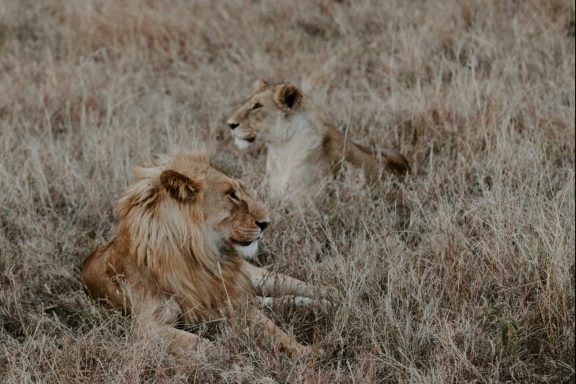 Tanzanie, escapade entre savane & sable fin