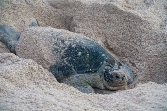 Raz Al Jinz Turtle Reserve