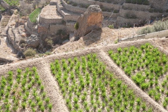 Promenade dans le Djebel Akhdar