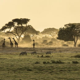 Voyage - Afrique