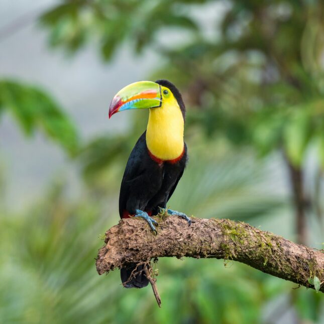 Les toucans du Costa Rica