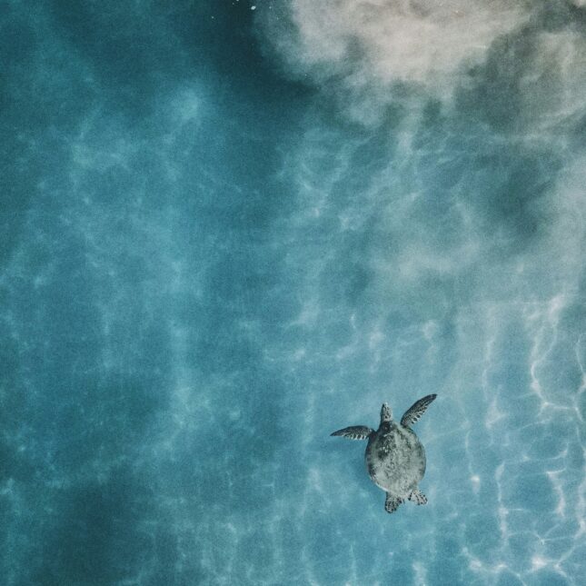 Tortue Polynésie