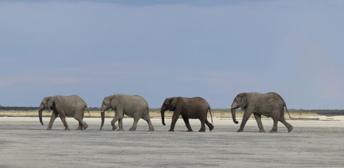 Les &eacute;l&eacute;phants du Botswana