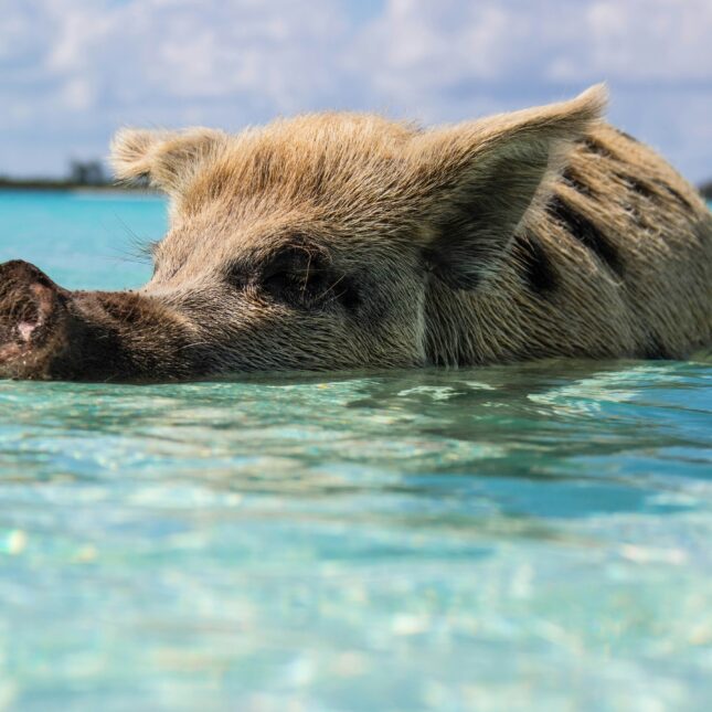 Les cochons nageurs des Bahamas