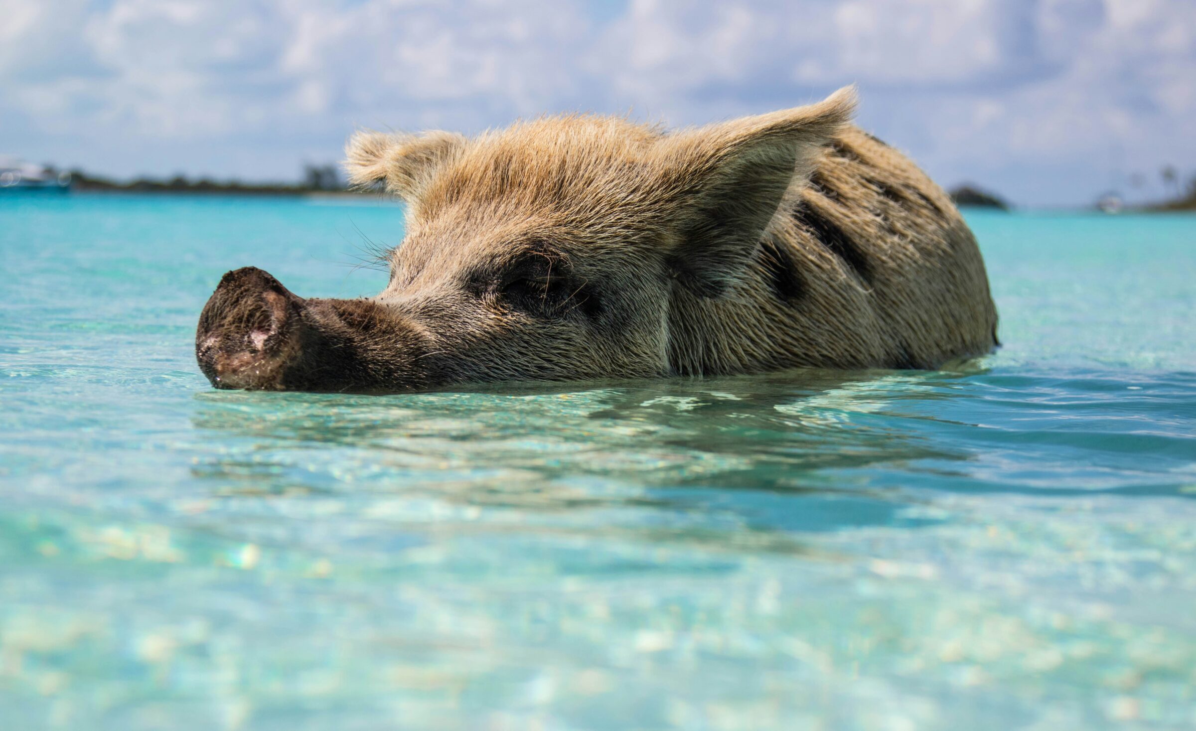 Que faire aux Bahamas en famille ? 