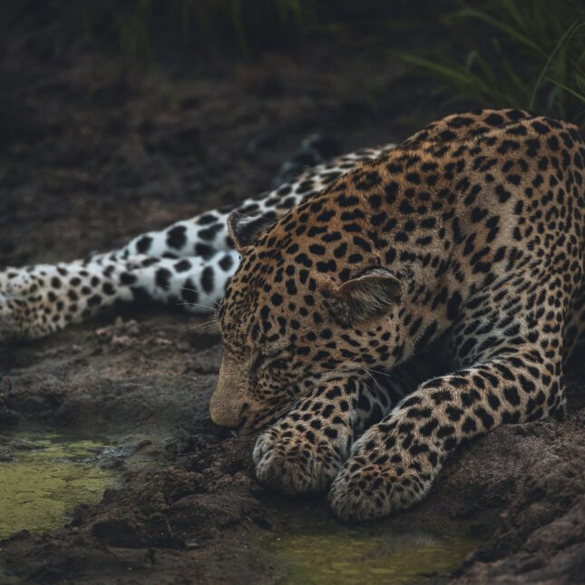 Léopard au Botswana
