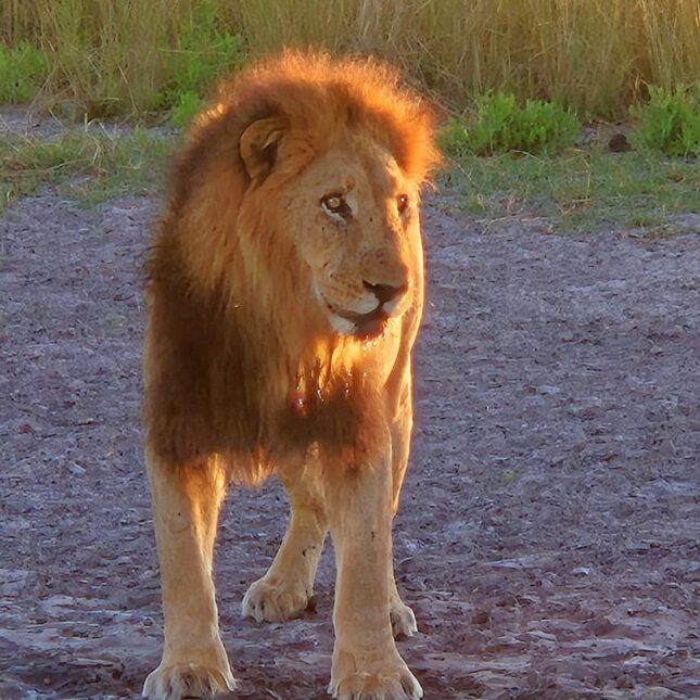 Le Botswana, royaume des lions