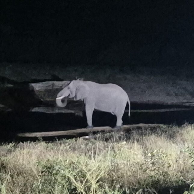 Eléphants au Botswana