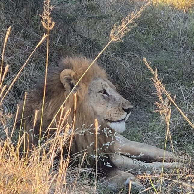 Safari au Botswana