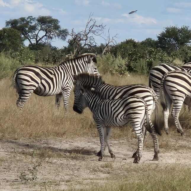 Zèbres au Botswana