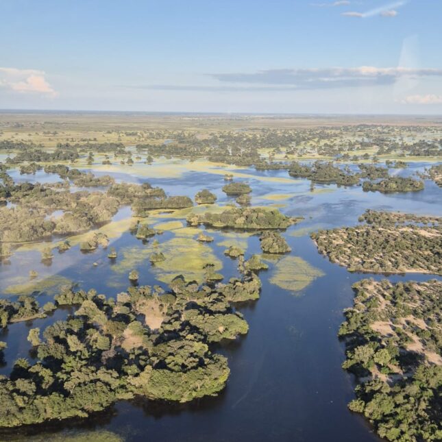 Safari au Botswana