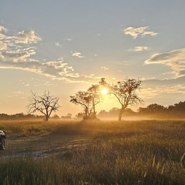 BotswanaLe Botswana, paradis des safaris