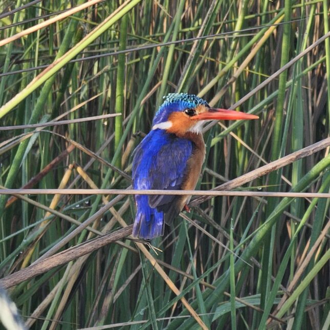 Les oiseaux de la savane