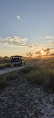 Safari au Botswana