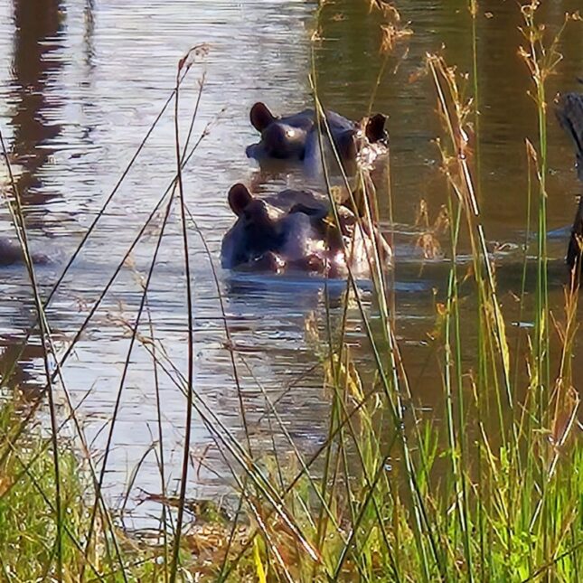 Hippopotames Botswana