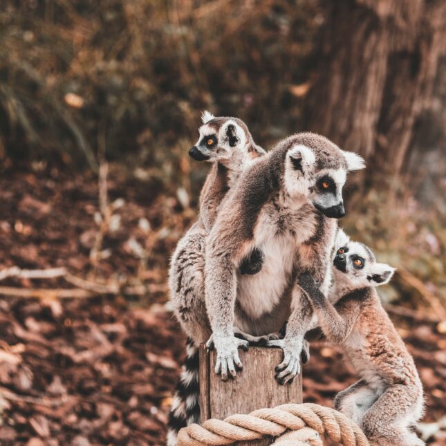 Madagascar