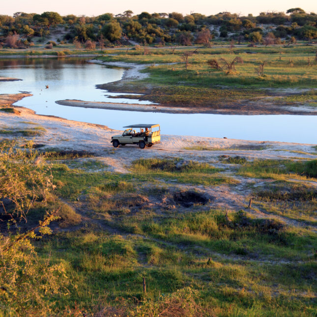 Safari au Botswana