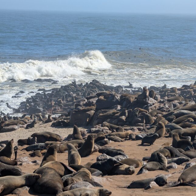 Les otaries du Cape Cross