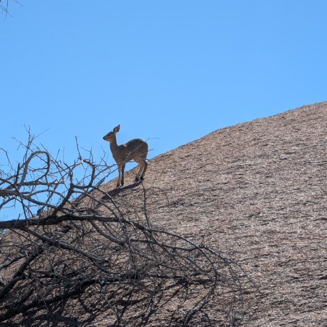 Un Damara dik-dik