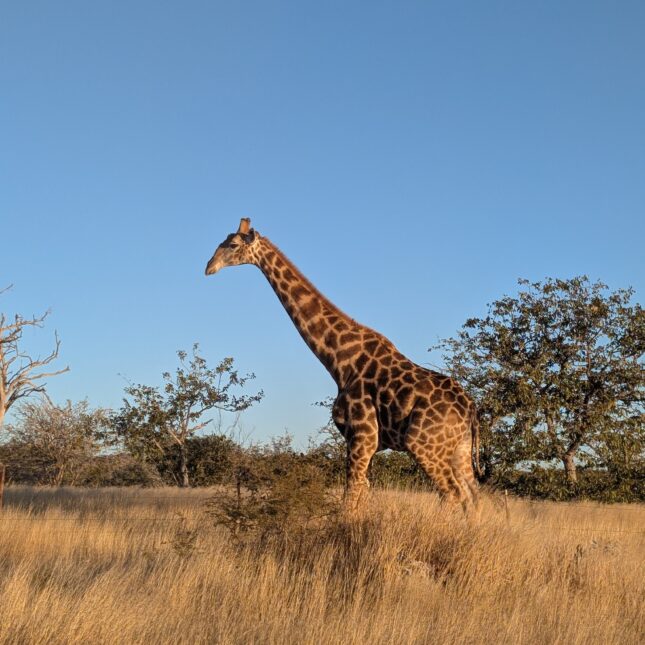 Girafe en Namibie