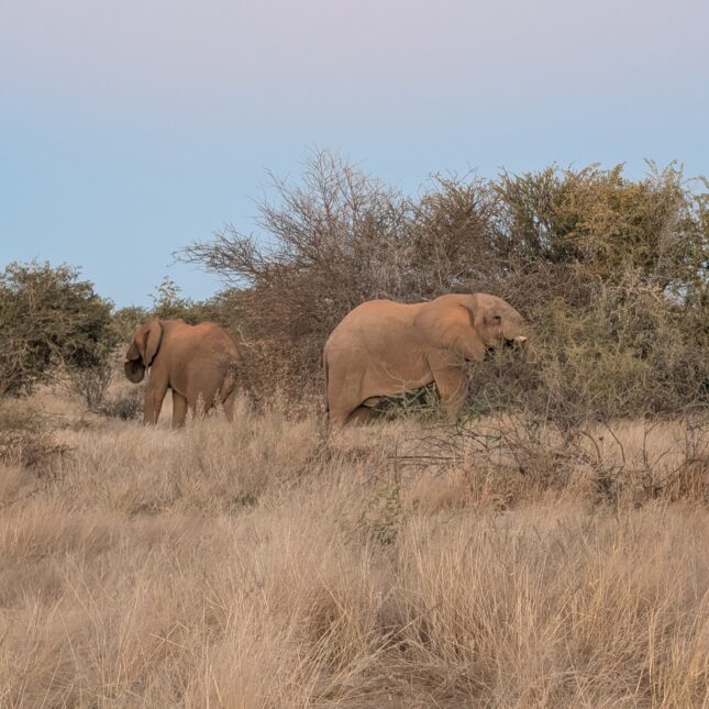 Eléphants Namibie