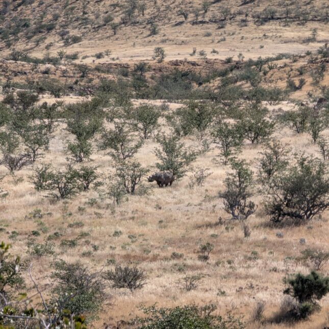Un rhinocéros noir en Namibie