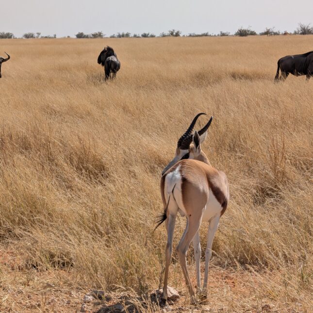 Un springbok