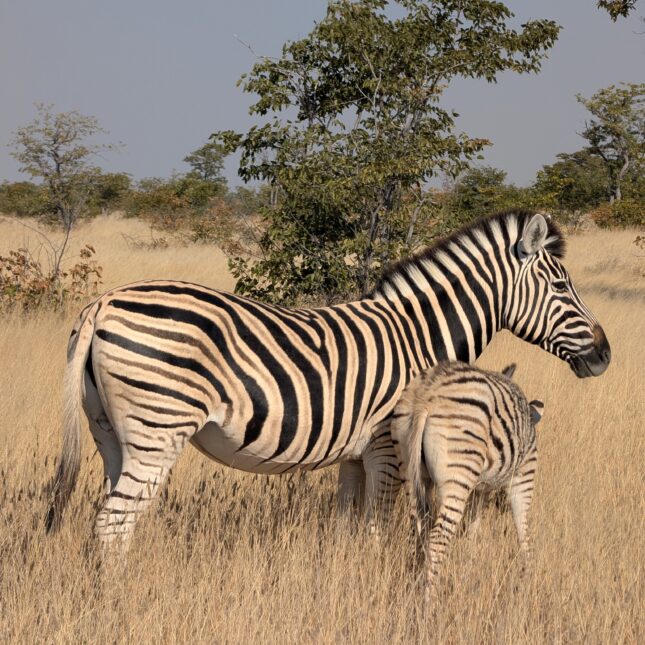 Zèbres Namibie