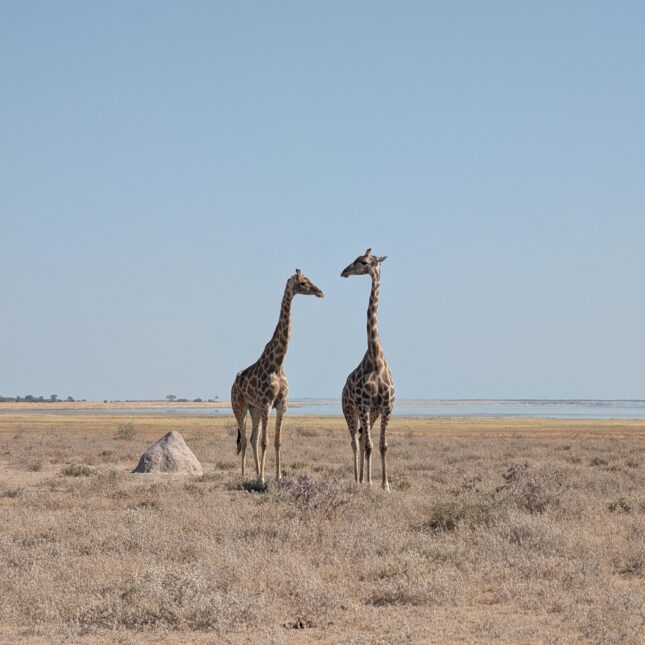 Un couple de girafes
