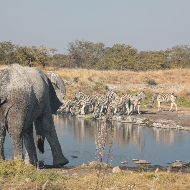 Animaux Namibie