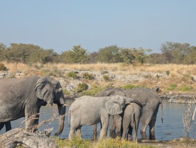 12 jours de road trip en Namibie