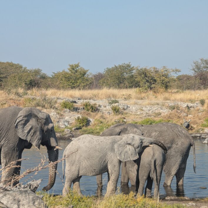 12 jours de road trip en Namibie