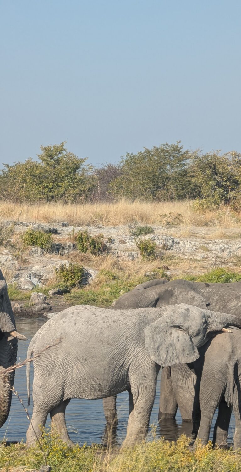 12 jours de road trip en Namibie : itinéraire entre déserts, safaris et grands espaces