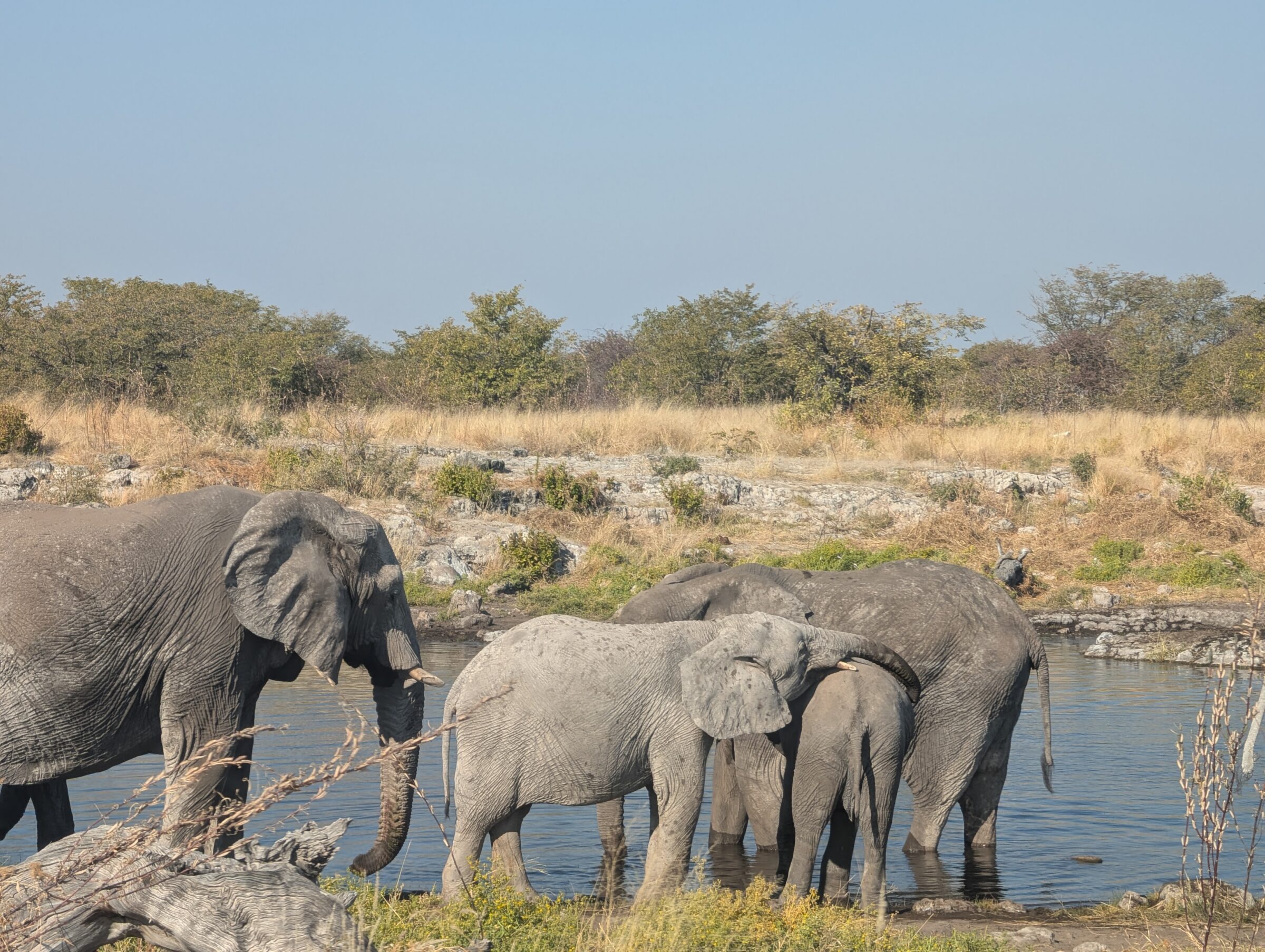 12 jours de road trip en Namibie : itinéraire entre déserts, safaris et grands espaces