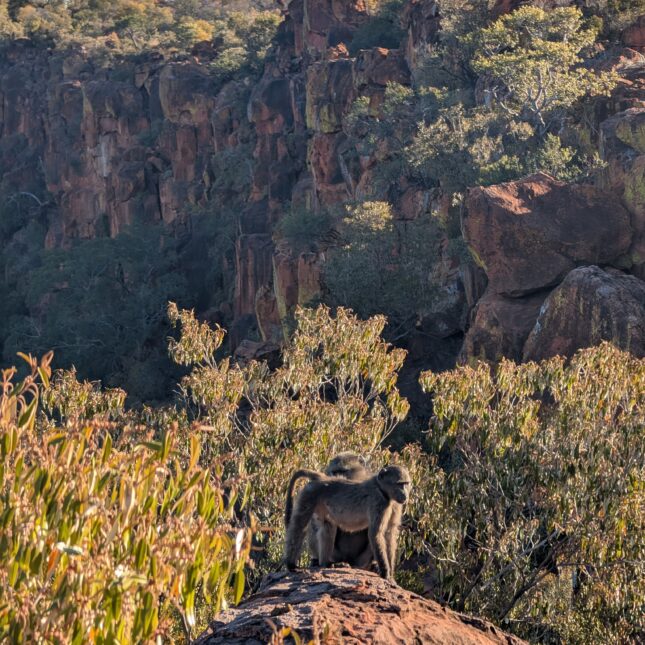 Les singes du Plateau de Waterberg