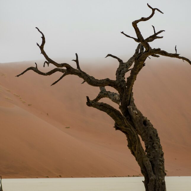 Les arbres pétrifiés de Namibie