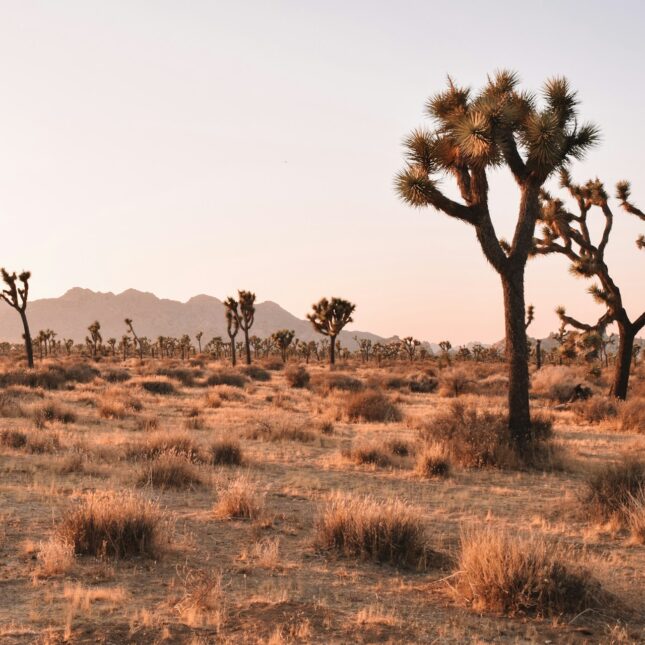 Joshua Tree Park