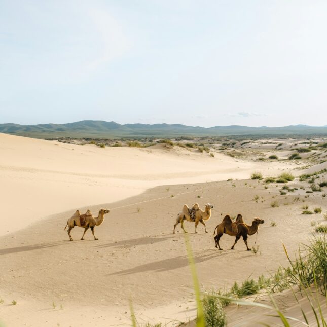 Le désert de Gobi