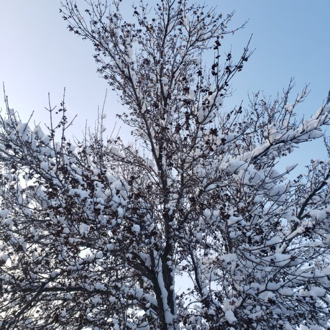Que faire au Canada l'hiver